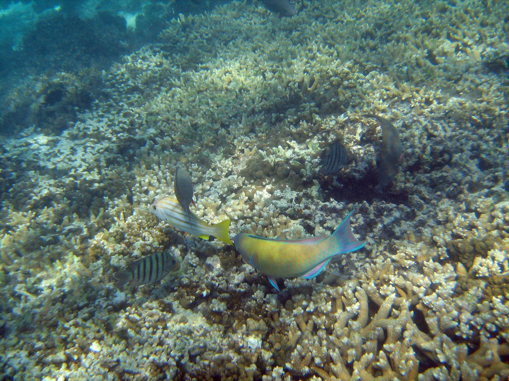 Reef & Marine Life